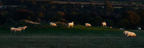 This landscape photograph, taken in the North Yorkshire Moors region of the United Kingdom in autumn 2018, captures a rural scene featuring sheep grazing peacefully at sunset. The animals are scattered across a grassy field and a small rocky hill, with the warm evening light casting long shadows and highlighting the natural contours of the landscape. Surrounding the main subject, dense clusters of trees and expansive farmland stretch into the distance, showcasing the beauty of North Yorkshire’s rural nature. The timing of the image, during the late afternoon, creates a soft golden glow characteristic of autumn sunsets, enhancing both the animals and the natural scenery.